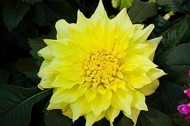 暴雪总裁否认《暗黑4》将加入XGP：这不会发生